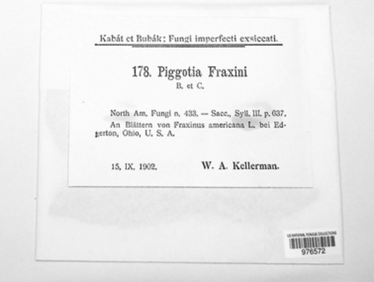 Asteromella fraxini image